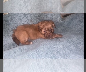 ShihPoo Puppy for sale in MESQUITE, TX, USA