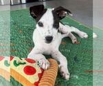 Small Feist Terrier-Labrador Retriever Mix