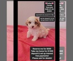 Image preview for Ad Listing. Nickname: Dallas