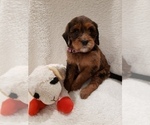 Small Photo #4 Goldendoodle-Sheepadoodle Mix Puppy For Sale in ROCHESTER, NY, USA
