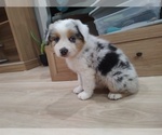 Small Photo #28 Australian Shepherd Puppy For Sale in TUSCUMBIA, AL, USA
