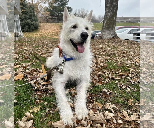 Medium Photo #10 Mutt Puppy For Sale in Brooklyn Center, MN, USA
