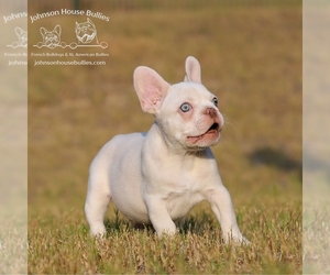 French Bulldog Puppy for sale in JACKSON, TN, USA
