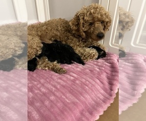 YorkiePoo Litter for sale in WASHINGTON COURT HOUSE, OH, USA