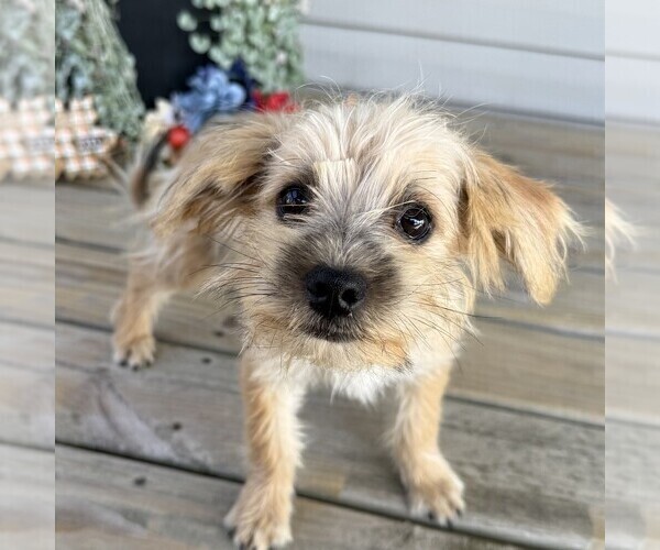 Medium Photo #3 Morkie Puppy For Sale in WILLIAMSBURG, IN, USA