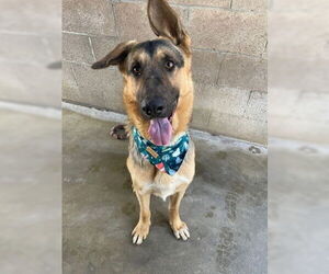 Archie - Male Mutt Dog for Adoption - Photo #4
