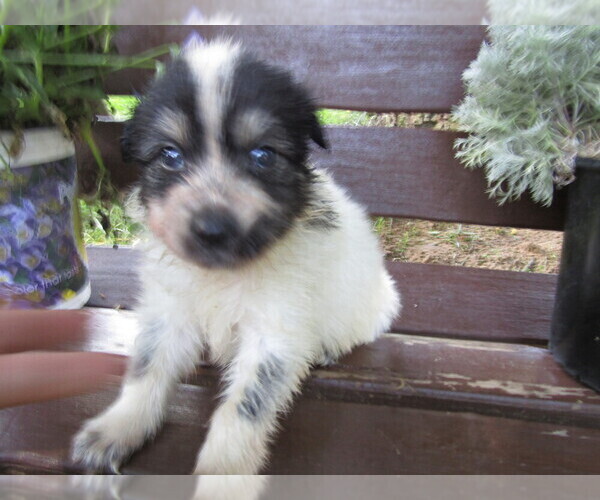 Medium Photo #5 Huskimo Puppy For Sale in KALAMAZOO, MI, USA