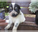 Small Photo #5 Huskimo Puppy For Sale in KALAMAZOO, MI, USA