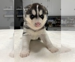 Small Photo #4 Siberian Husky Puppy For Sale in LEHIGHTON, PA, USA