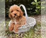 Small #1 Goldendoodle (Miniature)