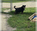 Small #5 Australian Shepherd-Rottweiler Mix