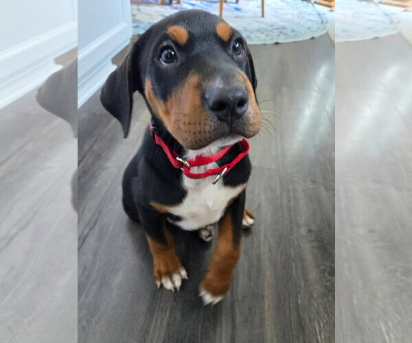 Medium Photo #2 Mutt Puppy For Sale in New London, WI, USA