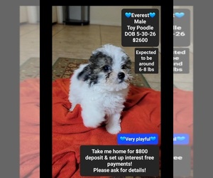 Poodle (Toy) Puppy for sale in TUCSON, AZ, USA