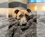 Small #1 American Pit Bull Terrier Mix
