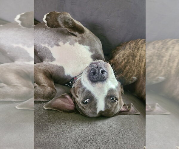 Medium Photo #8 Labrador Retriever-Unknown Mix Puppy For Sale in Brewster, NY, USA