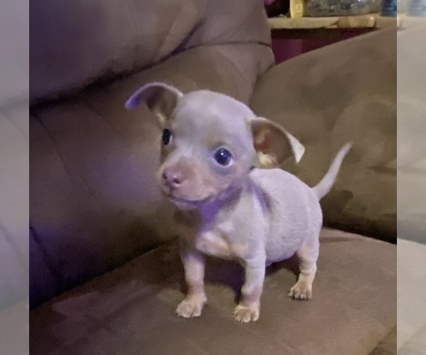 Medium Photo #4 Chihuahua Puppy For Sale in ARANSAS PASS, TX, USA
