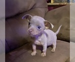 Small Photo #4 Chihuahua Puppy For Sale in ARANSAS PASS, TX, USA