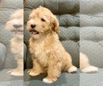 Small Photo #4 Cavapoo Puppy For Sale in HILLSBORO, WI, USA