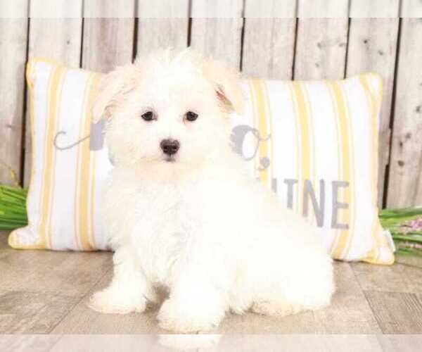 Medium Photo #1 Maltese Puppy For Sale in MOUNT VERNON, OH, USA