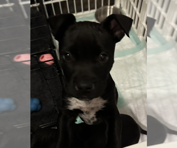 Medium Photo #2 Labrador Retriever-Unknown Mix Puppy For Sale in Dana Point, CA, USA