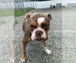 Small #5 American Bulldog Mix