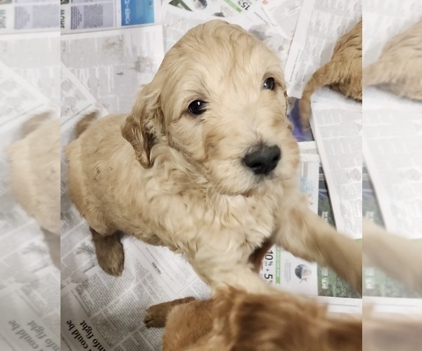 Medium Photo #9 Goldendoodle-Poodle (Standard) Mix Puppy For Sale in ROSCOE, IL, USA