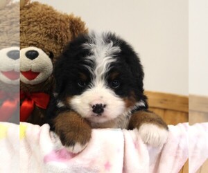 Bernese Mountain Dog Puppy for sale in FREDERICKSBURG, OH, USA