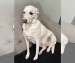 Brie - Female Mutt Dog for Adoption - Small photo