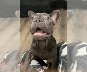 French Bulldog Puppy for Sale in VALRICO, Florida USA