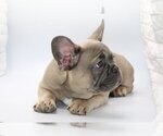 Small Photo #2 French Bulldog Puppy For Sale in DULUTH, GA, USA