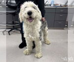 Small #1 Old English Sheepdog Mix