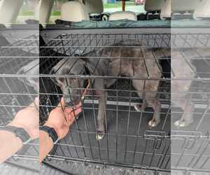 Labrador Retriever-Unknown Mix Dogs for adoption in Overland Park, KS, USA