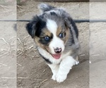 Small Photo #1 Miniature Australian Shepherd Puppy For Sale in MINNEAPOLIS, KS, USA