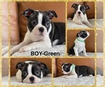 Puppy Boy Green Boston Terrier