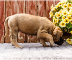 Small Photo #28 Mastiff Puppy For Sale in WAKARUSA, IN, USA