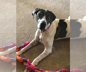 Great Dane-Pointer Mix Dogs for adoption in Bullard, TX, USA