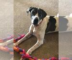 Small Great Dane-Pointer Mix