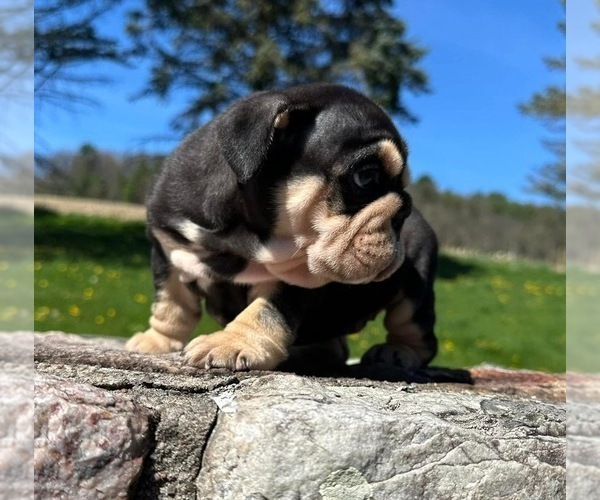 Medium Photo #6 English Bulldog Puppy For Sale in HOUSTON, TX, USA