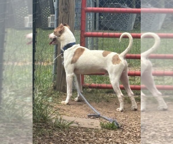 Medium Photo #4 Mutt Puppy For Sale in Rustburg, VA, USA