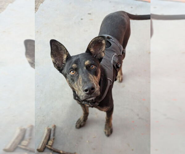 Medium Photo #5 Mutt Puppy For Sale in Williamsburg, NM, USA