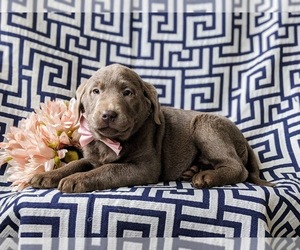 Labrador Retriever Puppy for sale in NOTTINGHAM, PA, USA