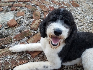 Mother of the Sheepadoodle puppies born on 11/03/2018
