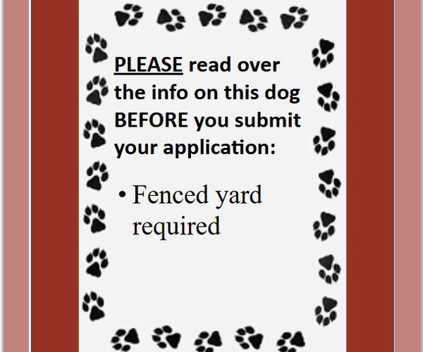 Medium Photo #4 Mutt Puppy For Sale in Fargo, ND, USA