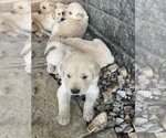 Small #1 Golden Retriever