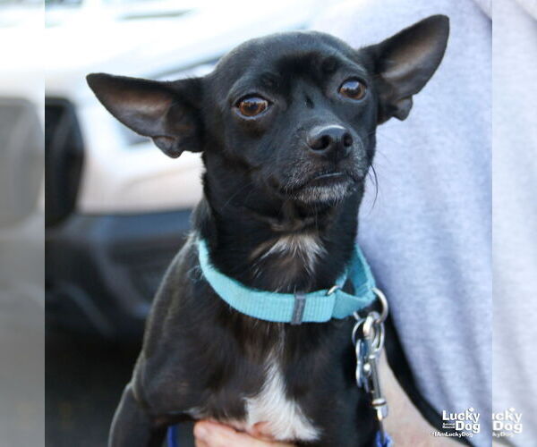 Medium Photo #6 Chihuahua-Unknown Mix Puppy For Sale in Washington, DC, USA