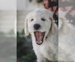 Small Photo #1 Labradoodle Puppy For Sale in MEDFORD, OR, USA