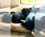 Small #7 Labrador Retriever Mix