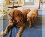 Small #2 Golden Retriever