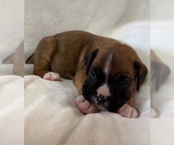 Medium Photo #21 Boxer Puppy For Sale in ALLEGHENY, PA, USA
