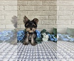Small #1 Yorkshire Terrier